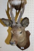 A stuffed and mounted Roe Deer head with antlers on an oak shield shaped mount