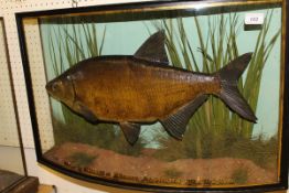 A stuffed and mounted Bream by J Cooper of London in naturalistic setting and bow fronted display