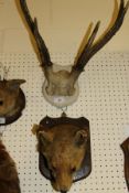 A stuffed and mounted Fox mask on an oak shield shaped plaque,