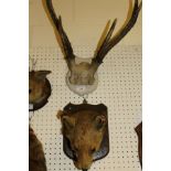 A stuffed and mounted Fox mask on an oak shield shaped plaque,