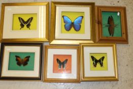 Six various cases of butterflies and insects