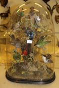 A stuffed and mounted collection of eleven exotic birds under oval glass dome on an ebonised plinth