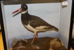 WITHDRAWN  A stuffed and mounted Oyster Catcher in naturalistic setting and glazed display case