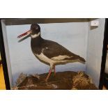 WITHDRAWN  A stuffed and mounted Oyster Catcher in naturalistic setting and glazed display case
