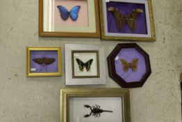 Six various cases of butterflies and insects