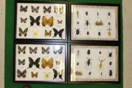 Two framed displays of exotic butterflies and two framed displays of exotic insects / crustaceans*