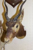 A stuffed and mounted Juvenile Black Buck head with horns