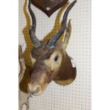 A stuffed and mounted Juvenile Black Buck head with horns