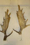 A pair of un-mounted Fallow Deer antlers