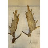 A pair of un-mounted Fallow Deer antlers