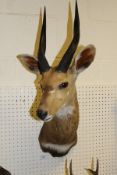 A stuffed and mounted Springbok head with horns
