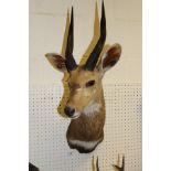 A stuffed and mounted Springbok head with horns
