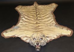 A stuffed and mounted Male Tiger skin rug with head, possibly by Van Ingen and Van Ingen of Mysore,