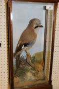 A stuffed and mounted Jay in naturalistic setting and three-sided glazed display case,