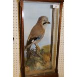 A stuffed and mounted Jay in naturalistic setting and three-sided glazed display case,