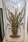 A mounted Pacific Lobster in bow fronted case