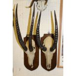 A mounted Sable skull and horns on an oak shield shaped mount by Edward Gerrard & Sons of 61