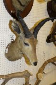 A stuffed and mounted Common Reed Buck by Rowland Ward, bearing "The Gallery of Natural History ....