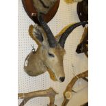 A stuffed and mounted Common Reed Buck by Rowland Ward, bearing "The Gallery of Natural History ....