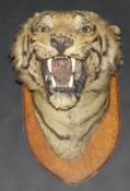 A stuffed and mounted Tiger head on shield shaped mount, bearing label verso "J W Hawleys Oxford