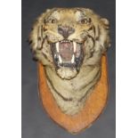 A stuffed and mounted Tiger head on shield shaped mount, bearing label verso "J W Hawleys Oxford