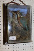 A stuffed and mounted Kingfisher in naturalistic setting and picture frame display case