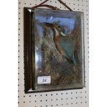 A stuffed and mounted Kingfisher in naturalistic setting and picture frame display case