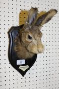 A stuffed and mounted Hare mask on Rowland Ward shield shaped plaque,