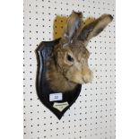 A stuffed and mounted Hare mask on Rowland Ward shield shaped plaque,