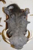 A stuffed and mounted Warthog head with tusks on a Gerrard oak shield shaped mount CONDITION REPORTS