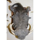 A stuffed and mounted Warthog head with tusks on a Gerrard oak shield shaped mount CONDITION REPORTS