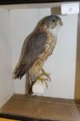 A stuffed and mounted Merlin in glass fronted display case, bearing labels verso inscribed ".....