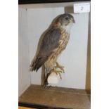 A stuffed and mounted Merlin in glass fronted display case, bearing labels verso inscribed ".....