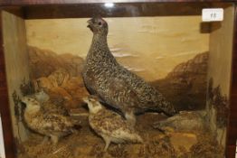 A stuffed and mounted Grouse and four chicks in naturalistic setting and glass fronted display case,