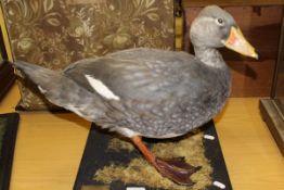 A stuffed and mounted Majellanic Flightless Steamer Duck,