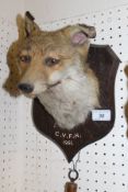 A stuffed and mounted Fox mask and brush on an oak shield shaped plaque, stamped "P.