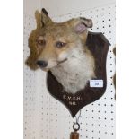 A stuffed and mounted Fox mask and brush on an oak shield shaped plaque, stamped "P.