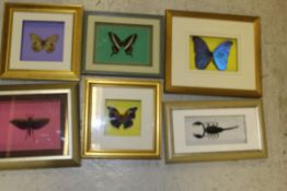 Six various cases of butterflies and insects