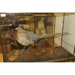 A stuffed and mounted Ring-necked Cock Pheasant in naturalistic setting,