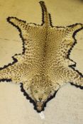 A mounted Leopard skin rug with head, on blue felt rimmed canvas backing,