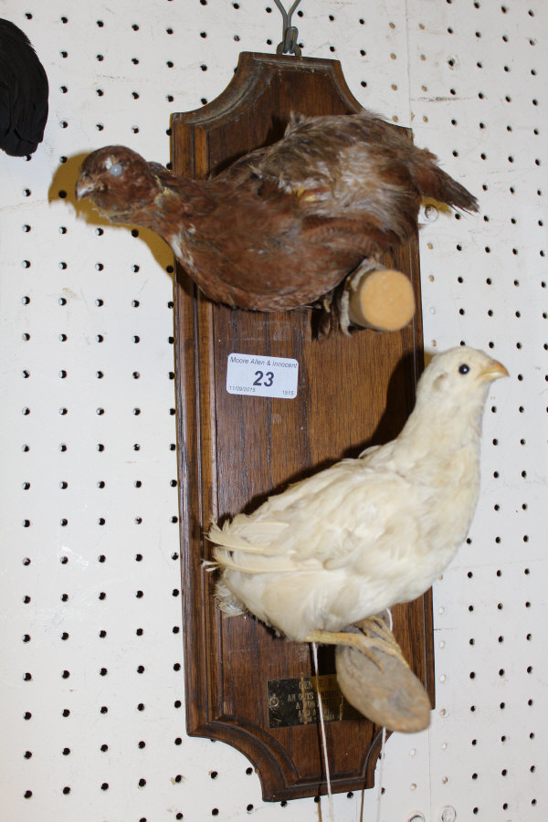A stuffed and mounted Quail and White Quail on oak wall mount, bearing plaque inscribed "Gen. E.R.