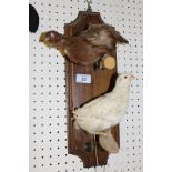 A stuffed and mounted Quail and White Quail on oak wall mount, bearing plaque inscribed "Gen. E.R.