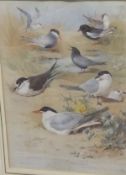AFTER ARCHIBALD THOURBON "Studies of Species of Terns",