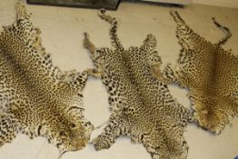 Three Leopard pelts (shot by vendor's father during World War II while stationed in Africa)