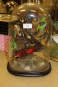 A stuffed and mounted collection of six exotic birds under oval glass dome on ebonised plinth base