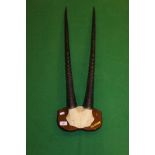 A pair of mounted Oryx horns on wooden mount,