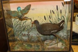 A stuffed and mounted Kingfisher and Moorhen in naturalistic setting within a four sided glazed