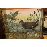 A stuffed and mounted Kingfisher and Moorhen in naturalistic setting within a four sided glazed