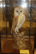 A stuffed and mounted Barn Owl in naturalistic setting, upon a mossy stump,