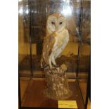 A stuffed and mounted Barn Owl in naturalistic setting, upon a mossy stump,